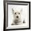 West Highland White Terrier Lying-Mark Taylor-Framed Photographic Print