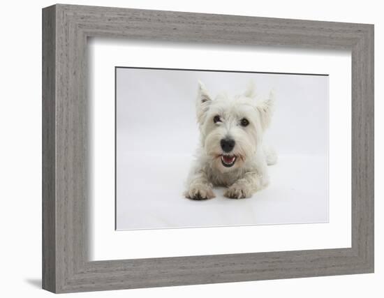 West Highland White Terrier Lying-Mark Taylor-Framed Photographic Print