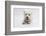 West Highland White Terrier Lying-Mark Taylor-Framed Photographic Print