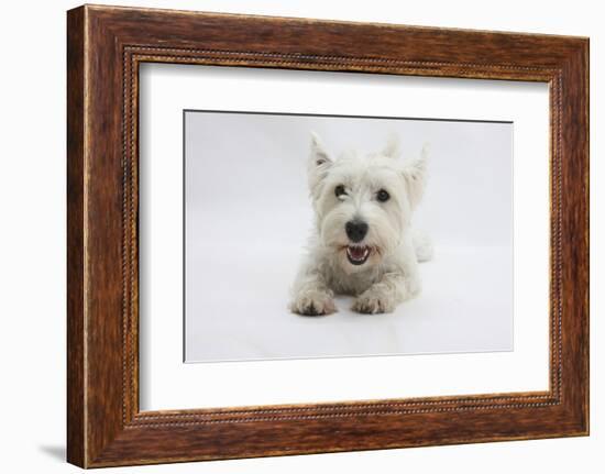 West Highland White Terrier Lying-Mark Taylor-Framed Photographic Print