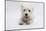 West Highland White Terrier Lying-Mark Taylor-Mounted Photographic Print