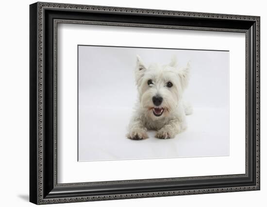 West Highland White Terrier Lying-Mark Taylor-Framed Photographic Print