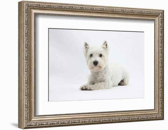 West Highland White Terrier Lying-Mark Taylor-Framed Photographic Print