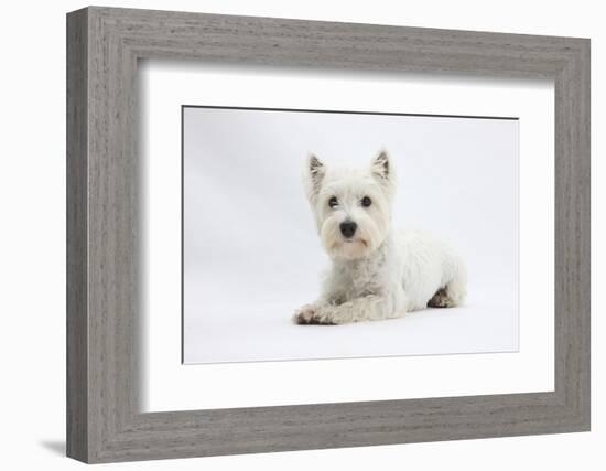 West Highland White Terrier Lying-Mark Taylor-Framed Photographic Print