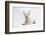 West Highland White Terrier Lying-Mark Taylor-Framed Photographic Print