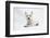 West Highland White Terrier Lying-Mark Taylor-Framed Photographic Print