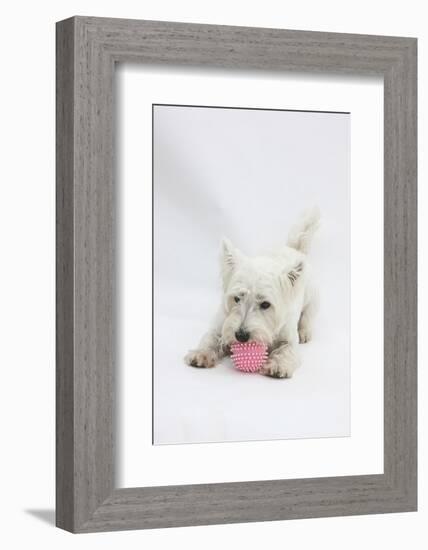 West Highland White Terrier Playing with Toy-Mark Taylor-Framed Photographic Print