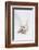 West Highland White Terrier Playing with Toy-Mark Taylor-Framed Photographic Print