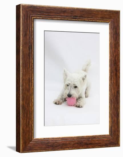 West Highland White Terrier Playing with Toy-Mark Taylor-Framed Photographic Print