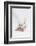 West Highland White Terrier Playing with Toy-Mark Taylor-Framed Photographic Print