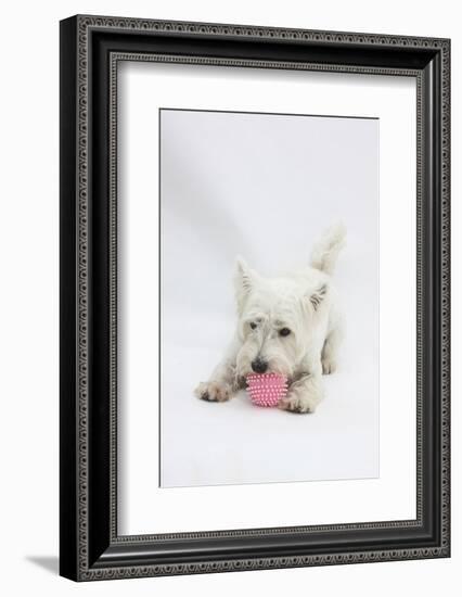 West Highland White Terrier Playing with Toy-Mark Taylor-Framed Photographic Print