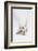 West Highland White Terrier Playing with Toy-Mark Taylor-Framed Photographic Print