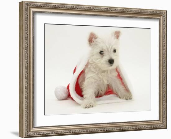 West Highland White Terrier Puppy in a Father Christmas Hat-Jane Burton-Framed Photographic Print