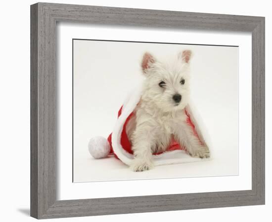 West Highland White Terrier Puppy in a Father Christmas Hat-Jane Burton-Framed Photographic Print