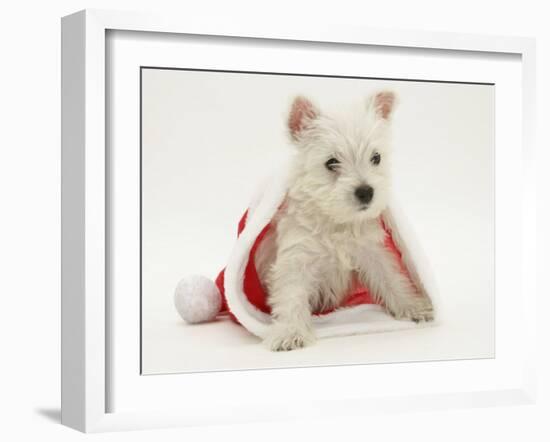 West Highland White Terrier Puppy in a Father Christmas Hat-Jane Burton-Framed Photographic Print