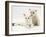 West Highland White Terrier Puppy Sniffing Blue-Eyed Ragdoll Cat's Ear-Jane Burton-Framed Photographic Print