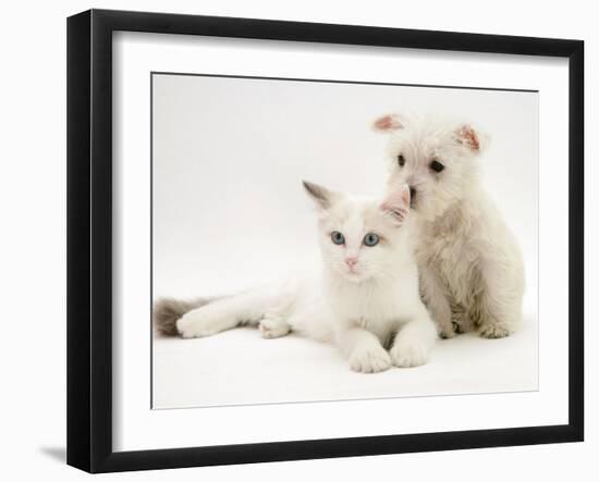 West Highland White Terrier Puppy Sniffing Blue-Eyed Ragdoll Cat's Ear-Jane Burton-Framed Photographic Print