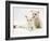 West Highland White Terrier Puppy Sniffing Blue-Eyed Ragdoll Cat's Ear-Jane Burton-Framed Photographic Print