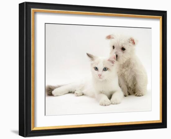 West Highland White Terrier Puppy Sniffing Blue-Eyed Ragdoll Cat's Ear-Jane Burton-Framed Photographic Print