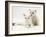 West Highland White Terrier Puppy Sniffing Blue-Eyed Ragdoll Cat's Ear-Jane Burton-Framed Photographic Print