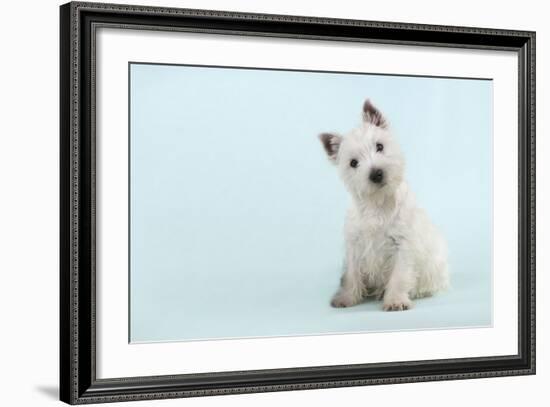 West Highland White Terrier Sitting-null-Framed Photographic Print