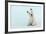 West Highland White Terrier Sitting-null-Framed Photographic Print