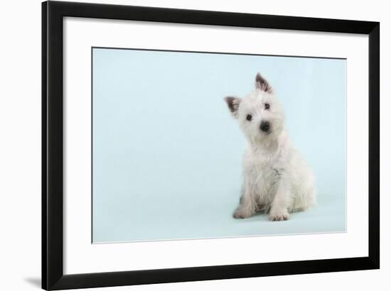 West Highland White Terrier Sitting-null-Framed Photographic Print