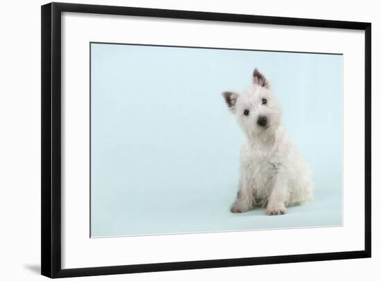 West Highland White Terrier Sitting-null-Framed Photographic Print