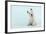 West Highland White Terrier Sitting-null-Framed Photographic Print