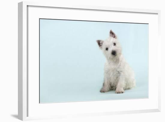 West Highland White Terrier Sitting-null-Framed Photographic Print