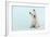 West Highland White Terrier Sitting-null-Framed Photographic Print