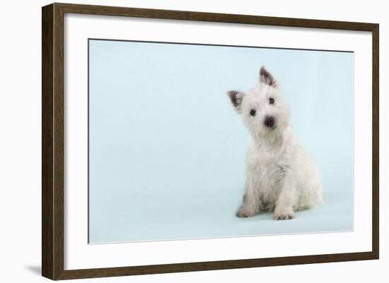 West Highland White Terrier Sitting-null-Framed Photographic Print