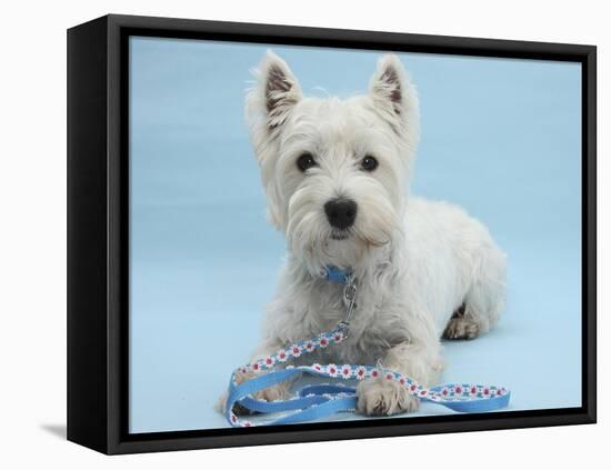 West Highland White Terrier with Her Lead, Against a Blue Background-Mark Taylor-Framed Premier Image Canvas