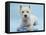 West Highland White Terrier with Her Lead, Against a Blue Background-Mark Taylor-Framed Premier Image Canvas