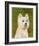 West Highland White Terrier-John Golden-Framed Art Print