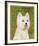 West Highland White Terrier-John W^ Golden-Framed Art Print