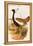 West Indian Bustard-John Gould-Framed Stretched Canvas