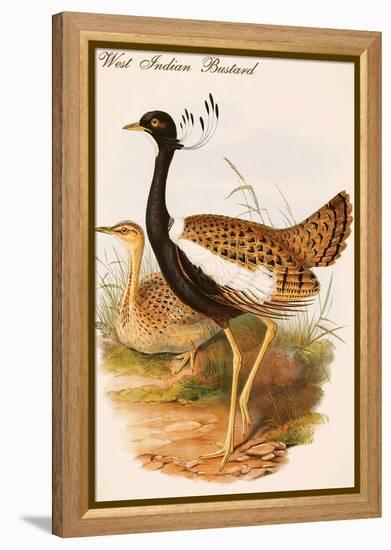 West Indian Bustard-John Gould-Framed Stretched Canvas