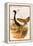 West Indian Bustard-John Gould-Framed Stretched Canvas