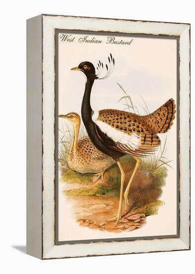 West Indian Bustard-John Gould-Framed Stretched Canvas