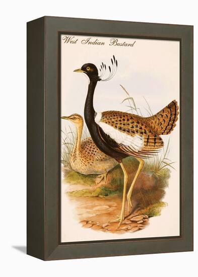 West Indian Bustard-John Gould-Framed Stretched Canvas