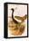 West Indian Bustard-John Gould-Framed Stretched Canvas