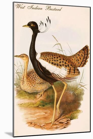 West Indian Bustard-John Gould-Mounted Art Print