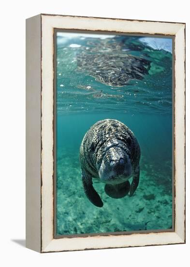 West Indian Manatee, Calf, Trichechus Manatus Latirostris, Usa, Florida, Fl, Crystal River-Reinhard Dirscherl-Framed Premier Image Canvas