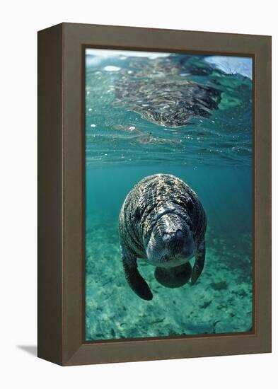 West Indian Manatee, Calf, Trichechus Manatus Latirostris, Usa, Florida, Fl, Crystal River-Reinhard Dirscherl-Framed Premier Image Canvas