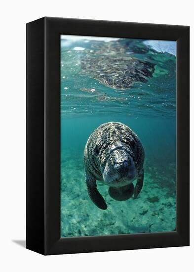 West Indian Manatee, Calf, Trichechus Manatus Latirostris, Usa, Florida, Fl, Crystal River-Reinhard Dirscherl-Framed Premier Image Canvas