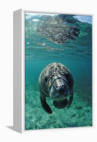 West Indian Manatee, Calf, Trichechus Manatus Latirostris, Usa, Florida, Fl, Crystal River-Reinhard Dirscherl-Framed Premier Image Canvas