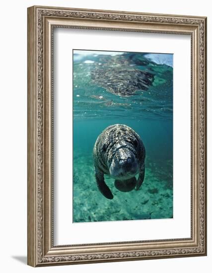 West Indian Manatee, Calf, Trichechus Manatus Latirostris, Usa, Florida, Fl, Crystal River-Reinhard Dirscherl-Framed Photographic Print