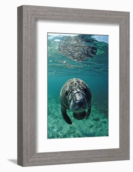 West Indian Manatee, Calf, Trichechus Manatus Latirostris, Usa, Florida, Fl, Crystal River-Reinhard Dirscherl-Framed Photographic Print