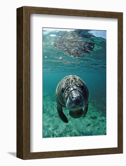 West Indian Manatee, Calf, Trichechus Manatus Latirostris, Usa, Florida, Fl, Crystal River-Reinhard Dirscherl-Framed Photographic Print